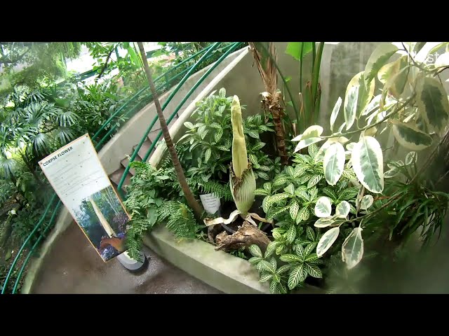 Corpse Flower Time-lapse