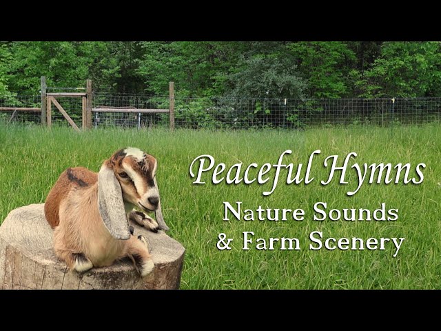Peaceful Worship Music with Nature Sounds and Baby Goats!