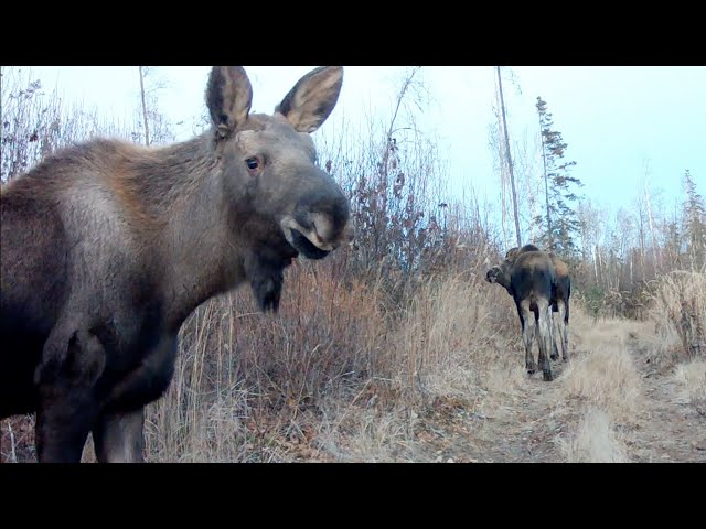 Alaska Cam Moose, Foxes, Rabbit: October 19, 2023
