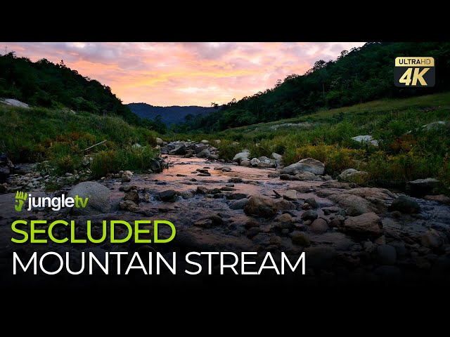 Secluded Mountain Stream