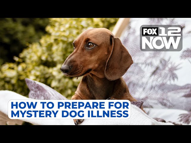 LIVE: How to prepare for mystery dog illness sweeping Oregon