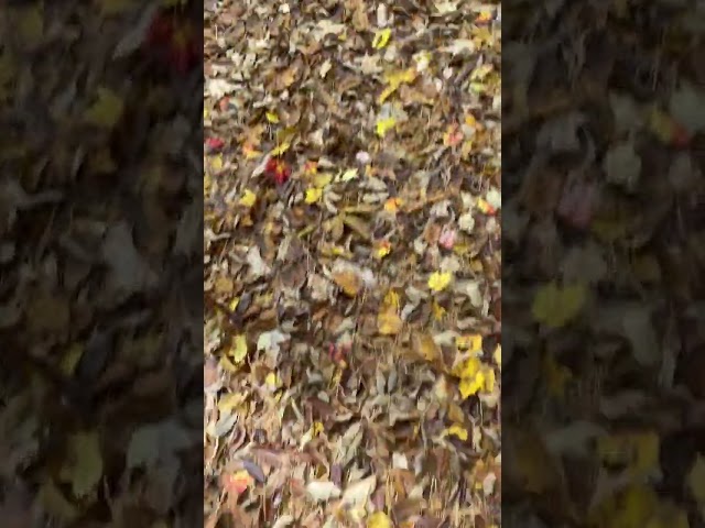 ASMR Fall Leaves
