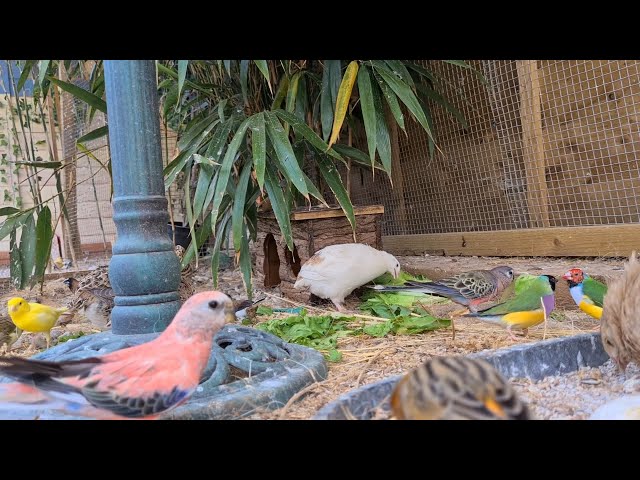 Amazing Birds in their New Aviary