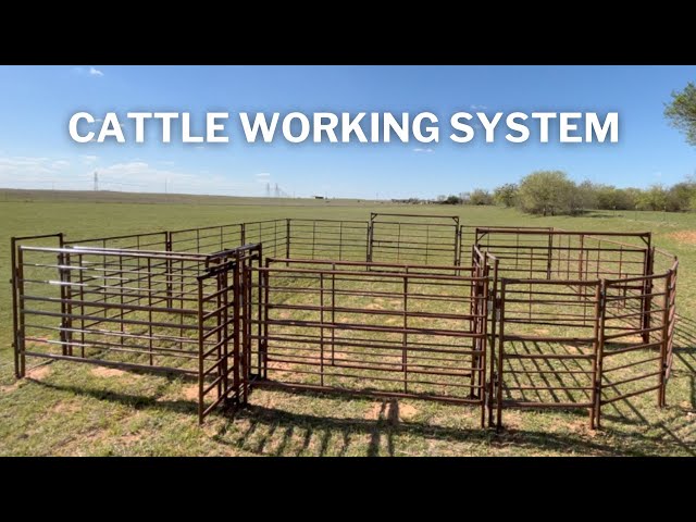 Cattle Working System | SETUP and Walk Through