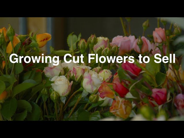 Essentials to Starting a Profitable Cut Flower Operation