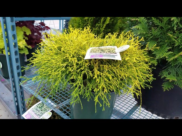 Chamaecyparis 'Golden Mop'// Easy Care,⭐️Popular, Compact Evergreen with⚡Big Visual Impact!