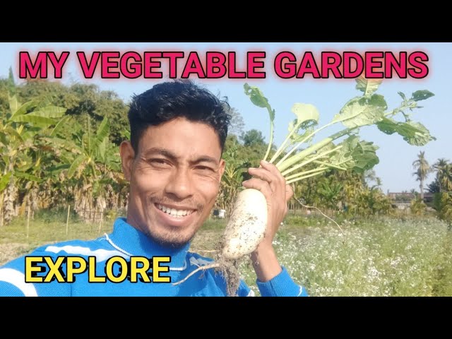 THIS IS MY VEGETABLE`S  GARDENS EXPLORE