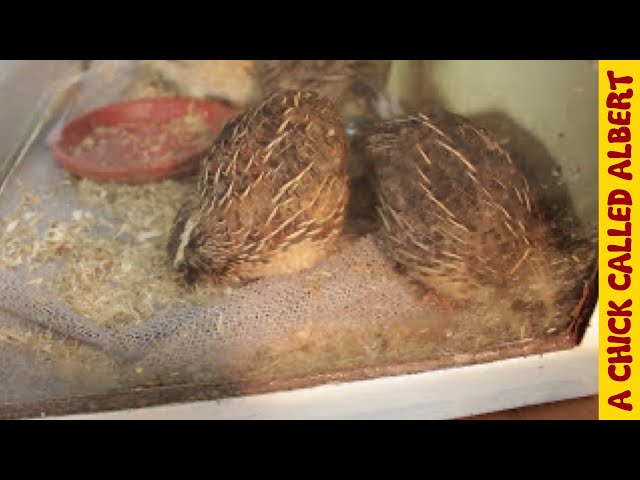 Albert meets other quail chicks. They came from supermarket eggs too.