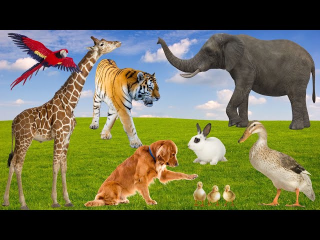 Cute farm animals: cow, chicken, sheep, dog, buffalo, duck - Animal moment