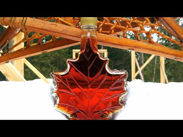 Making Maple Syrup- Tree, Tap, Sap, Syrup