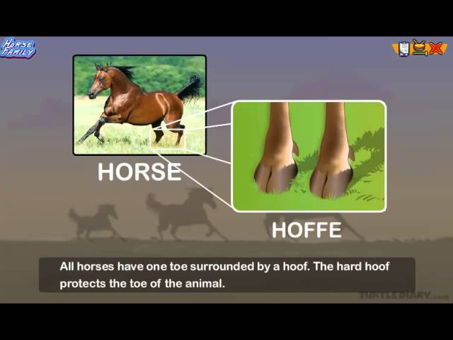 Every Type of Horse in the Horse Family!  *Animal Science for Kids*