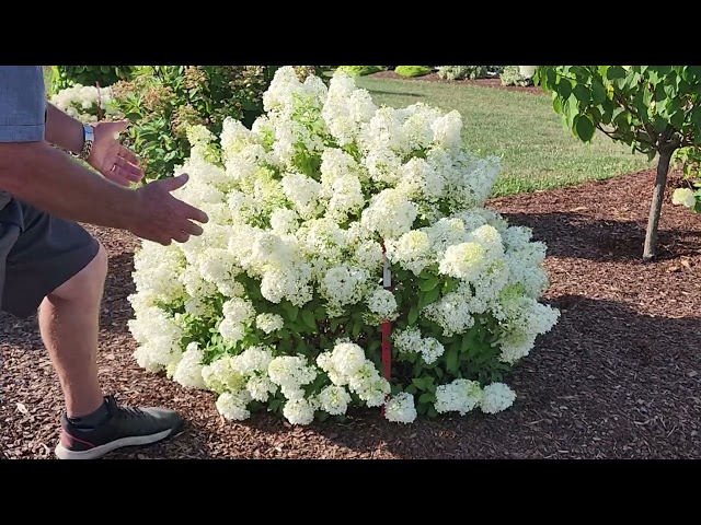 Hydrangea Bobo®  - A Tried & True, Top Notch Garden Performer // Find Out About Cycle Pruning✂️😉