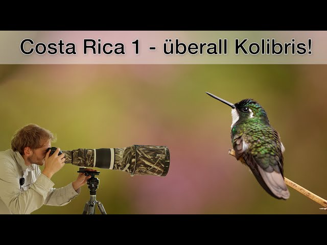 Costa Rica Teil 1 - Kolibris fotografieren (Tipps und Tricks)
