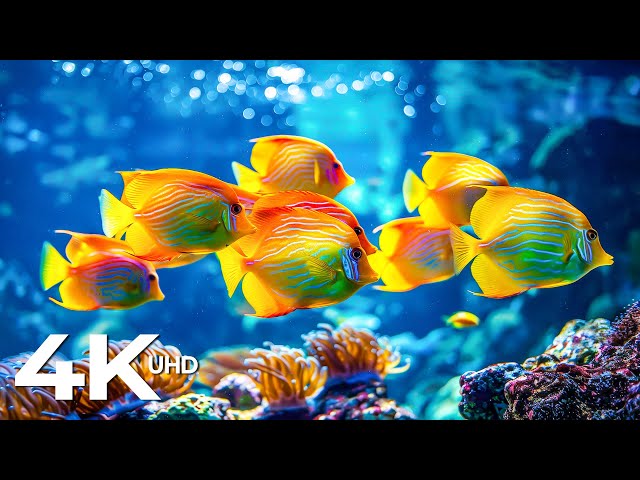 Stunning of 4K Underwater Wonders - Coral Reefs & Colorful Sea Life - Soothing Music For The Soul