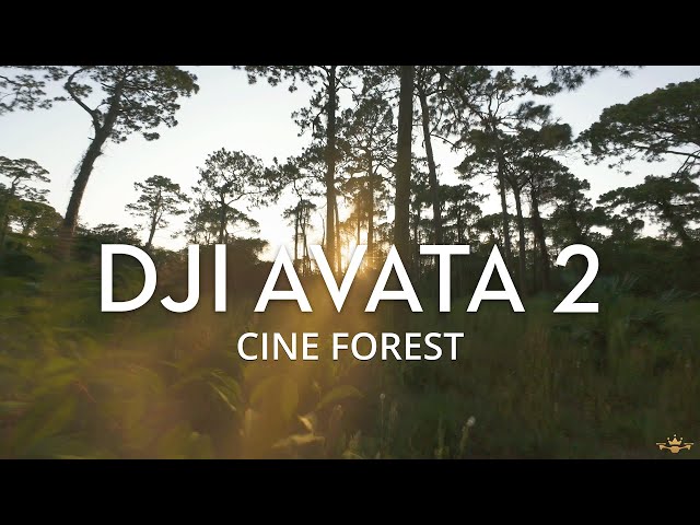 DJI AVATA 2 | Cine Forest