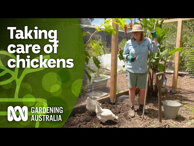 How to look after your chickens by levelling up your pen | DIY Garden Projects | Gardening Australia