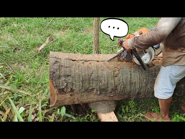 Big Palm Tree Sawing Skills Compilation With Chainsaw STILL MS070 Wood Cutting Machine