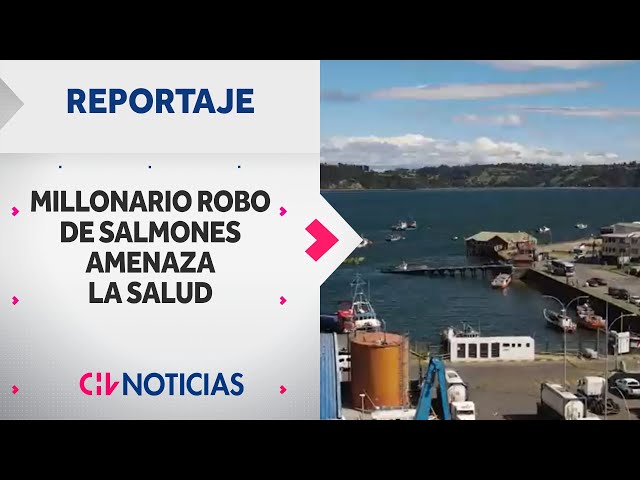 REPORTAJE | Millonario robo de salmones amenaza la salud de consumidores - CHV Noticias