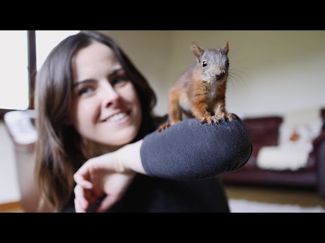 I rescued an orphan baby red squirrel (Episode 1)
