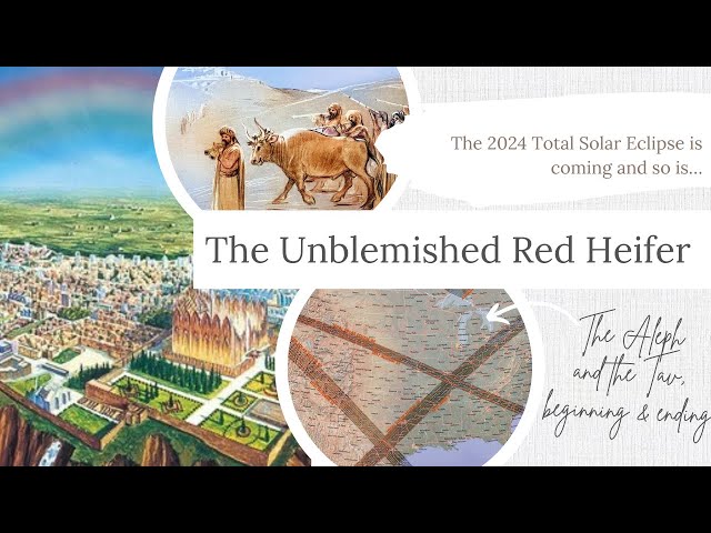 The Unblemished Red Heifer Ritual is Coming Soon But WHEN?! #redheifers #prophecy #redeemmypeople
