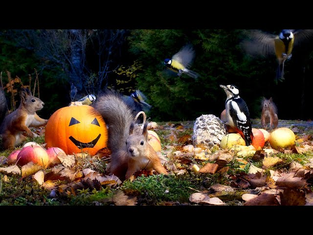 Cat & Dog TV Ultimate - Autumn Fun with Red Squirrels and Beautiful Birds