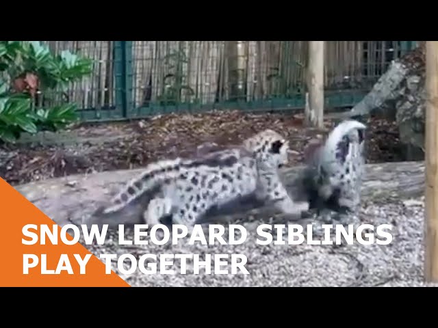 Snow Leopard Cub Siblings Play Together