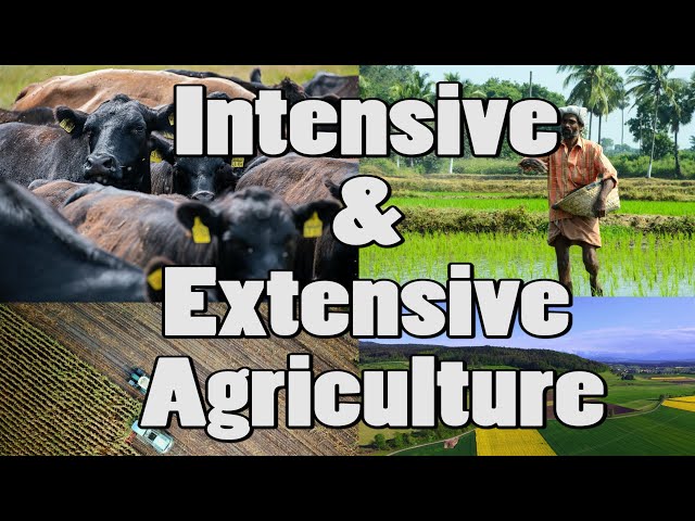 Difference Between Intensive & Extensive Agriculture! #Shorts