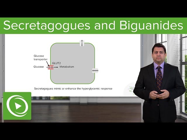 Secretagogues and Biguanides: Diabetes Medications – Pharmacology | Lecturio