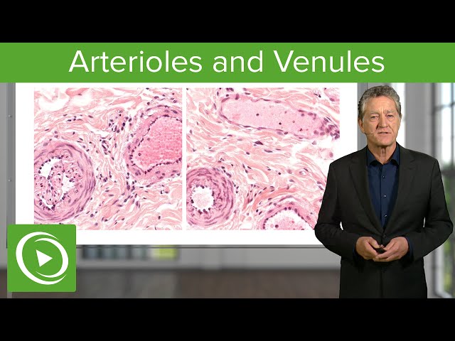 Arterioles & Venules: Main Differences – Histology | Lecturio