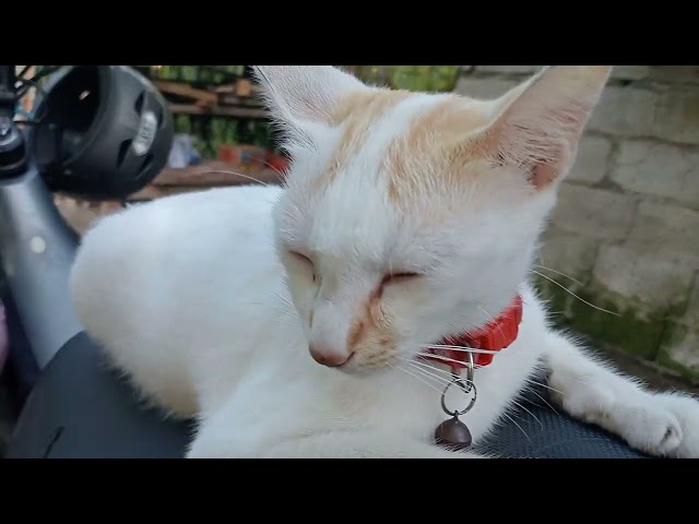 Please Don't Scratch It, Mingkay: Motorcycle chill 🫣#cat #catvideos #catcute #yt