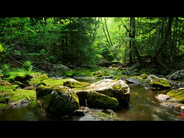Relaxing Music with Beautiful Nature Videos 🍀 Reduce Stress, Anxiety & Depression 🌿 Soul Healing