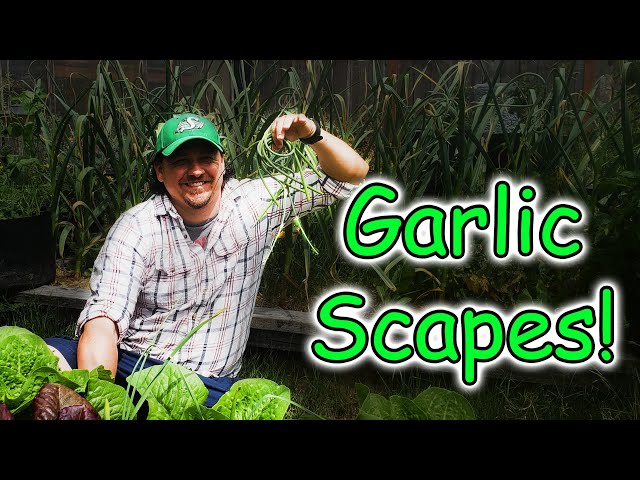 Garlic Scapes - Garden Quickie Episode 1