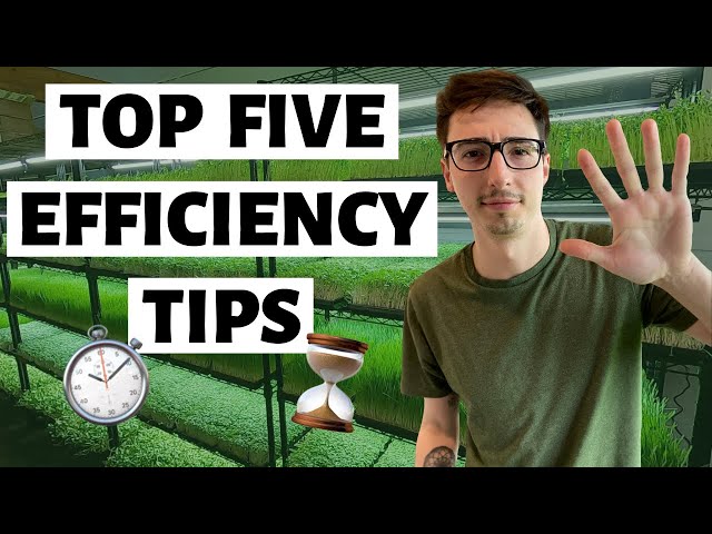 Microgreens Business: 5 tips to IMPROVE EFFICIENCY