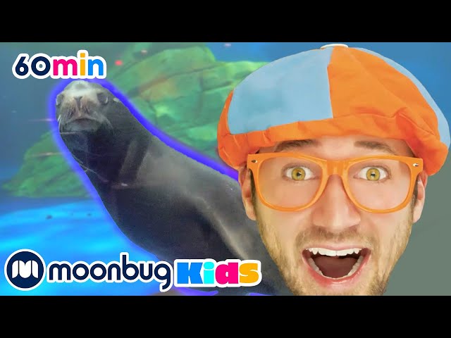 Learn About Sea Animals | Blippi | Learning Videos For Kids | Education Show For Toddlers