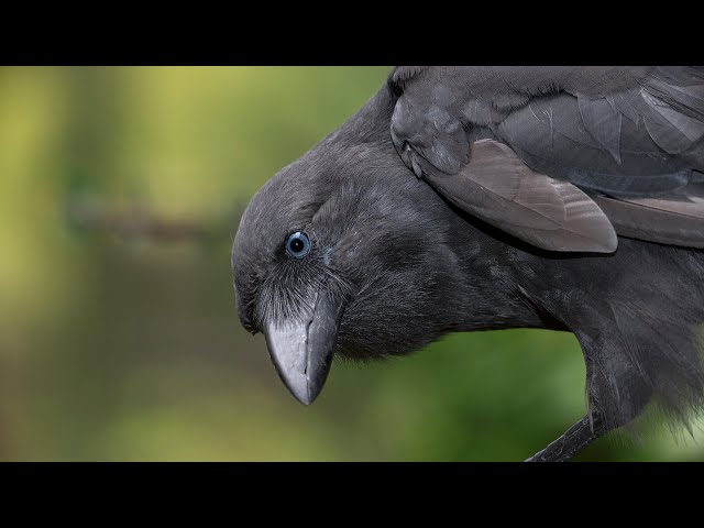 Saving the ʻAlalā (Hawaiian Crow) - Acoustics Study