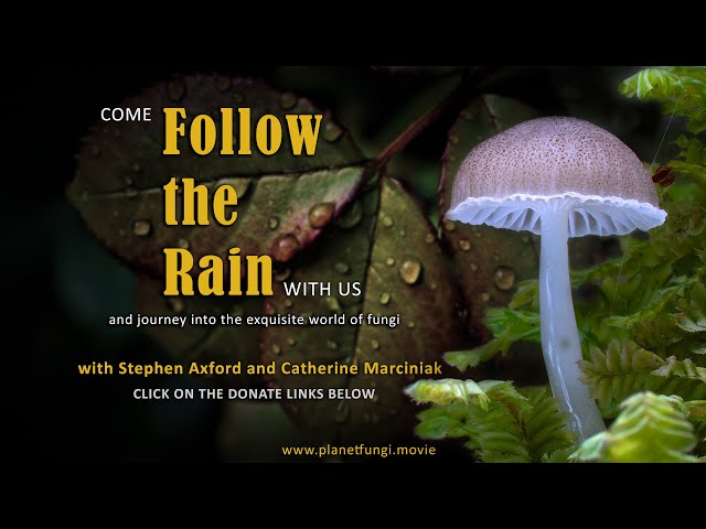 Follow the rain - come with us on a pioneering adventure into the exquisite world of fungi.