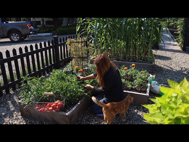 Raised Bed Vegetable Garden Tour & Maintenance! 🌽🌿🍅 // Garden Answer