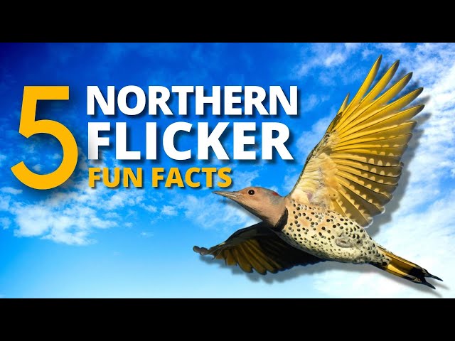 5 Interesting and Fun Facts About the Unusual Northern Flicker