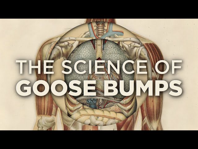 Why Do We Get Goose Bumps?  | Good Question | SKUNK BEAR