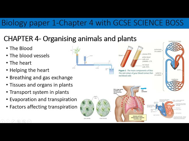 Chapter 4-B1-AQA Oragnising animals and plants -Full chapter revision for GCSE in 40 mins- Grade 4-9