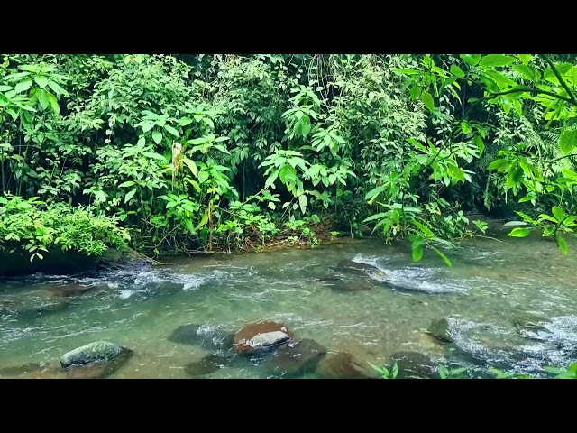 The Sound of Water and Birds Chirping in Tropical Mountain Rivers, Natural sounds,therapy,meditation