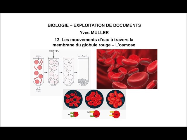 12. The movements of water through the membrane of the red blood cell – Osmosis