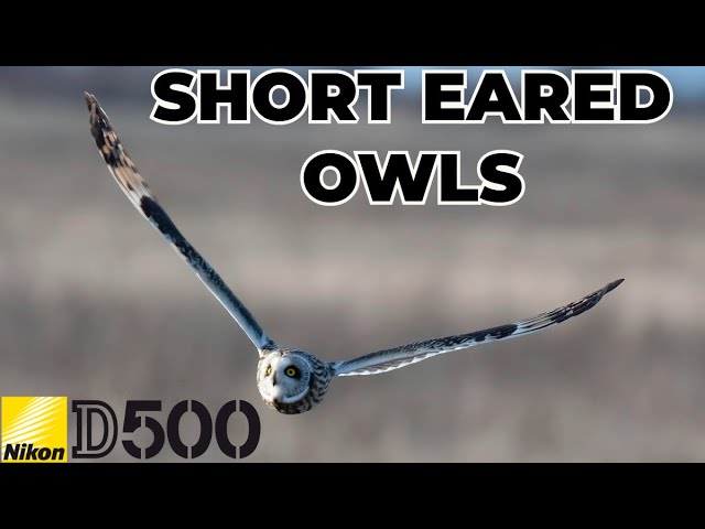 Capturing Stunning Shots Of Short Eared Owls With My Nikon D500