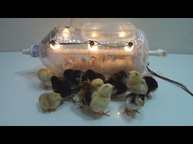 How to make an incubator for hatching chickens from a bottle at home