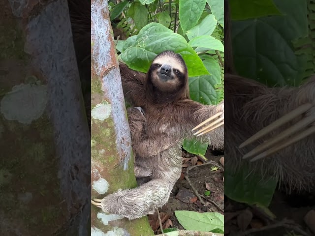 BABY SLOTH and MOTHER 🦥 in Costa Rica | Retirement Travelers #shorts