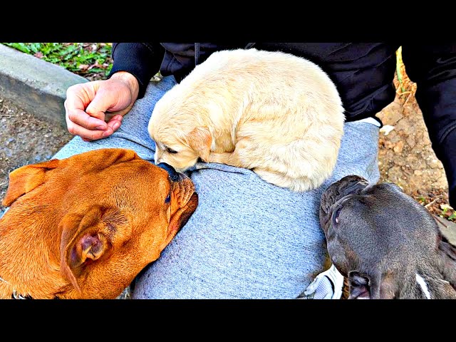 Watch How a Golden Puppy, French and English Bulldog become besties 🐾