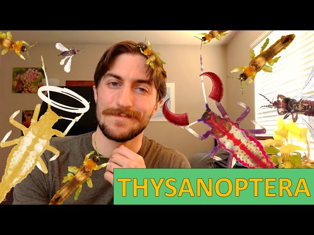 Thysanoptera: The Thrips - Order Spotlight
