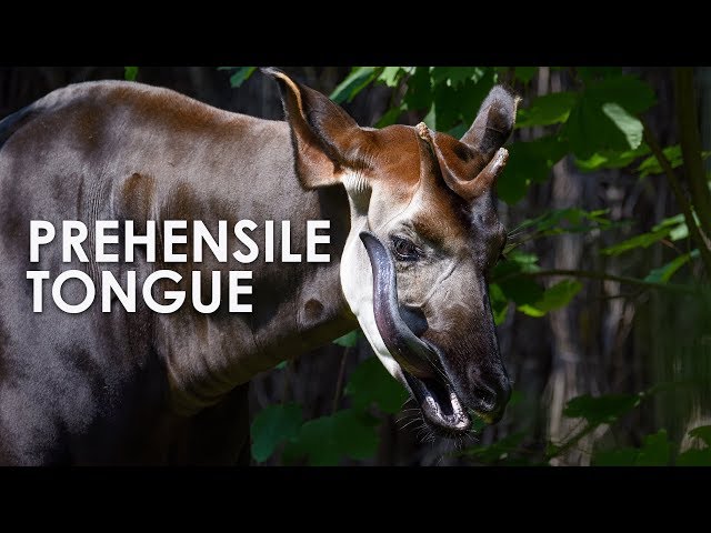 Okapi: The Forest Giraffe with a Prehensile Tongue
