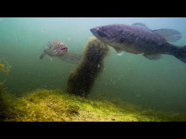 Underwater Fish Footage of My Two Favorite Bed Fishing Lures! (Sight Fishing Tips and Tricks)