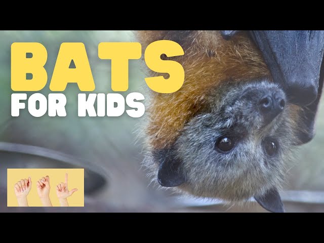 ASL Bats for Kids